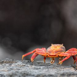 Galapagos Islands
