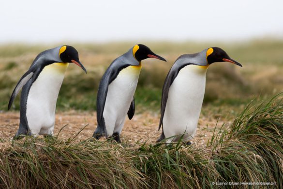 King Penguins in Tierra del Fuego