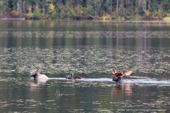 Bowron Lakes Canoe Trip