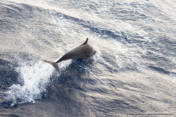 Sailing to Panama on the Stahlratte