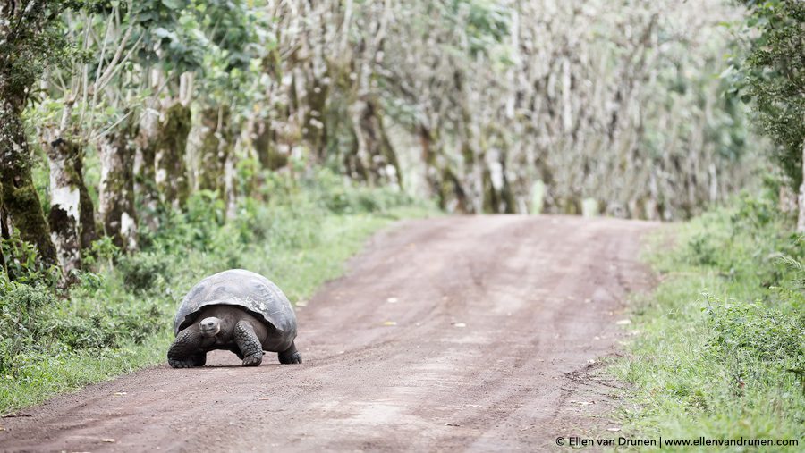 The Galapagos Islands