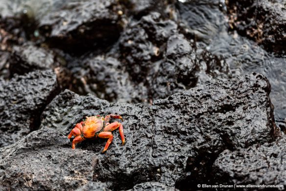 The Galapagos Islands