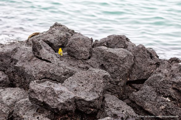 The Galapagos Islands