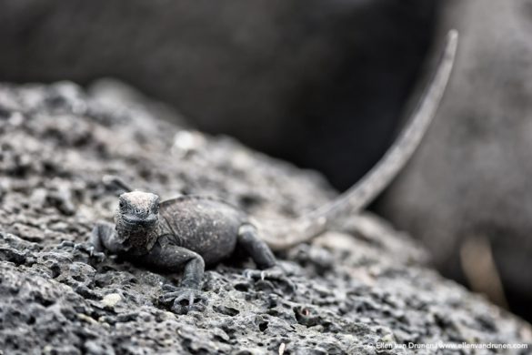 The Galapagos Islands