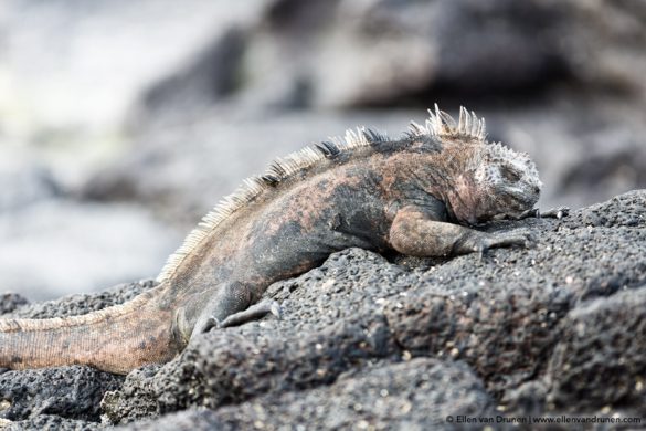 The Galapagos Islands