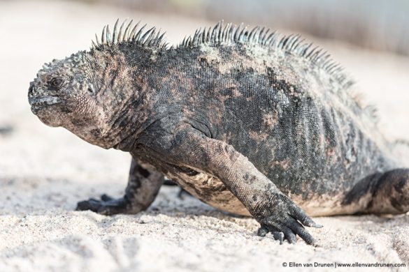 The Galapagos Islands