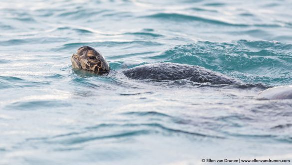 The Galapagos Islands