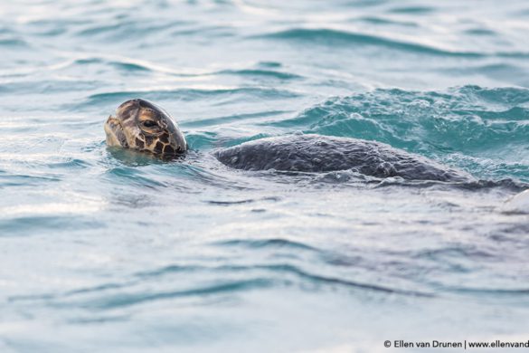 The Galapagos Islands