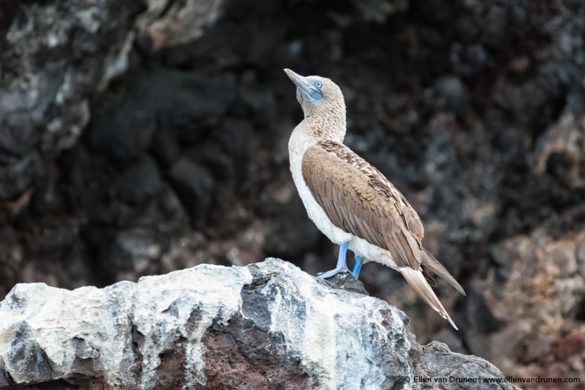 The Galapagos Islands