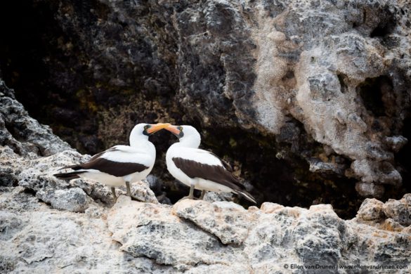 The Galapagos Islands