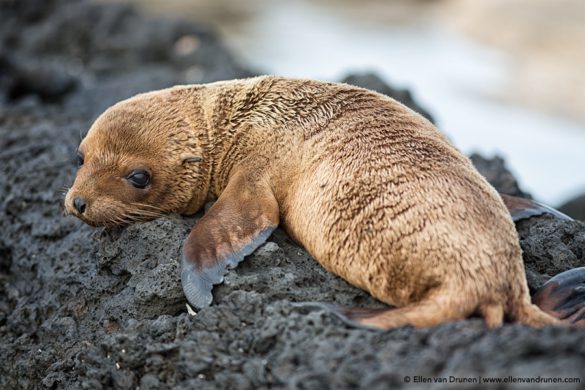 The Galapagos Islands