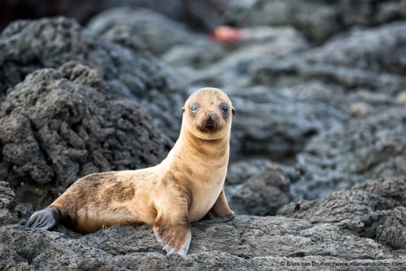 The Galapagos Islands