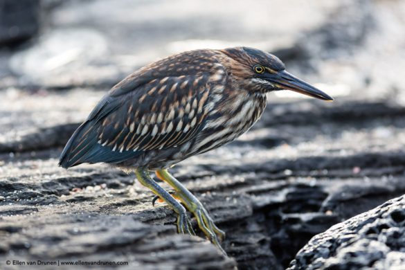 The Galapagos Islands