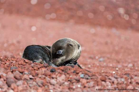 The Galapagos Islands