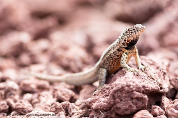 The Galapagos Islands