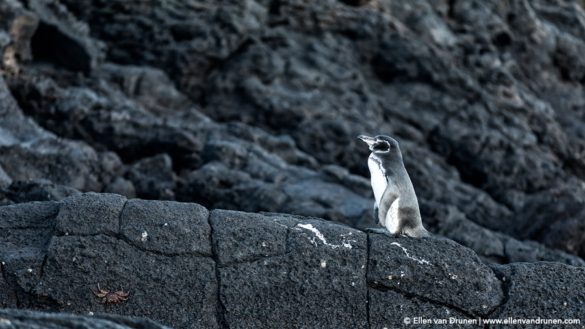 The Galapagos Islands