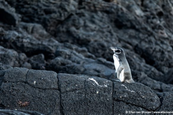 The Galapagos Islands