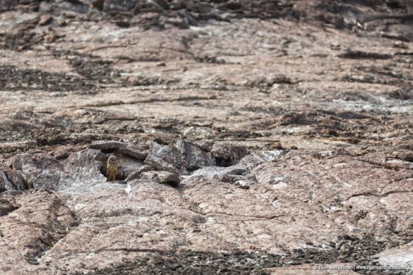 The Galapagos Islands