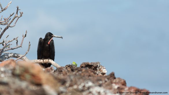 The Galapagos Islands