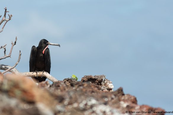 The Galapagos Islands