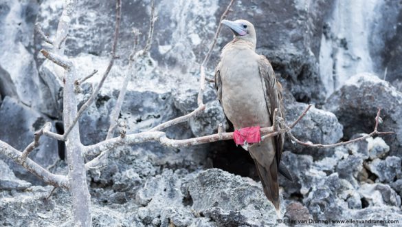 The Galapagos Islands