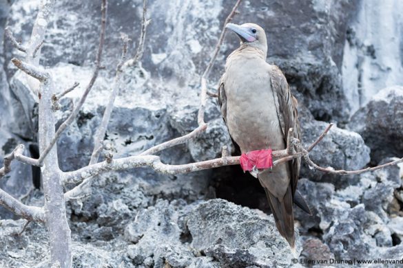 The Galapagos Islands