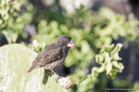 The Galapagos Islands