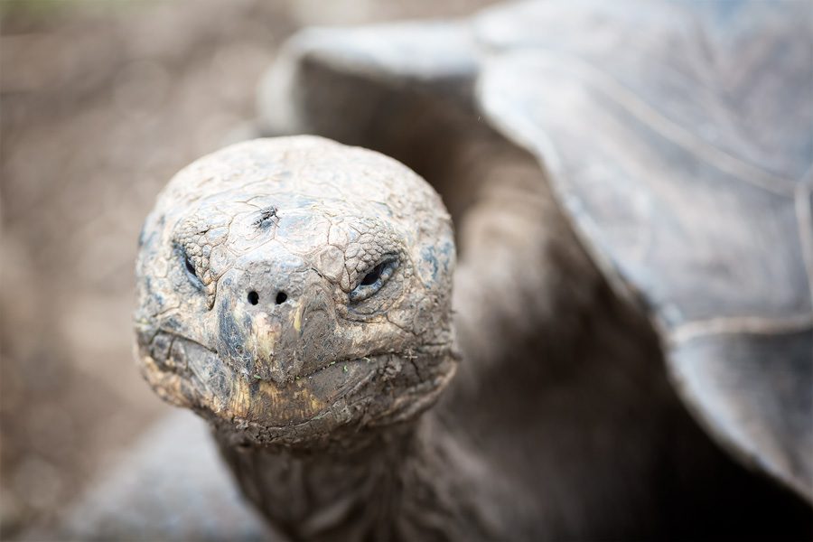 The Galapagos Islands