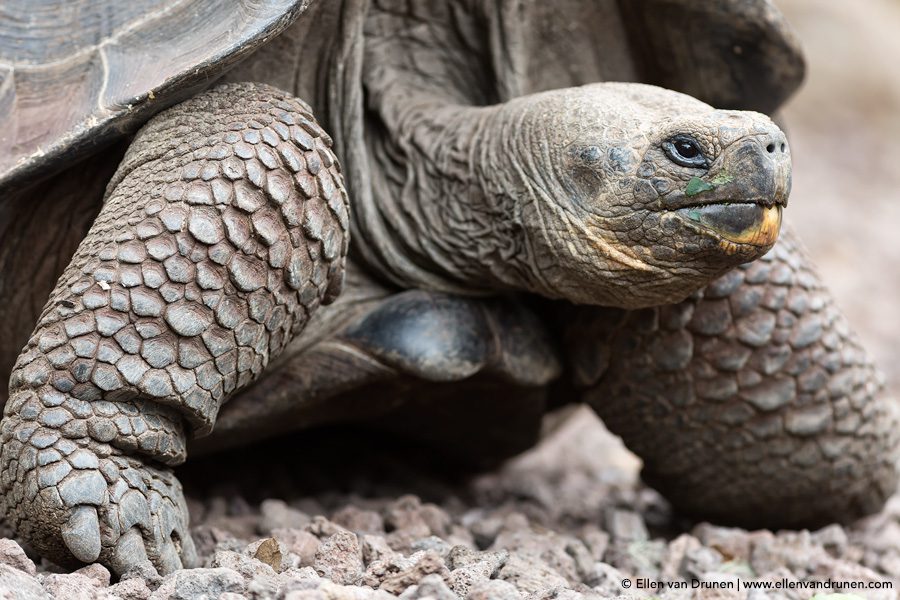 The Galapagos Islands