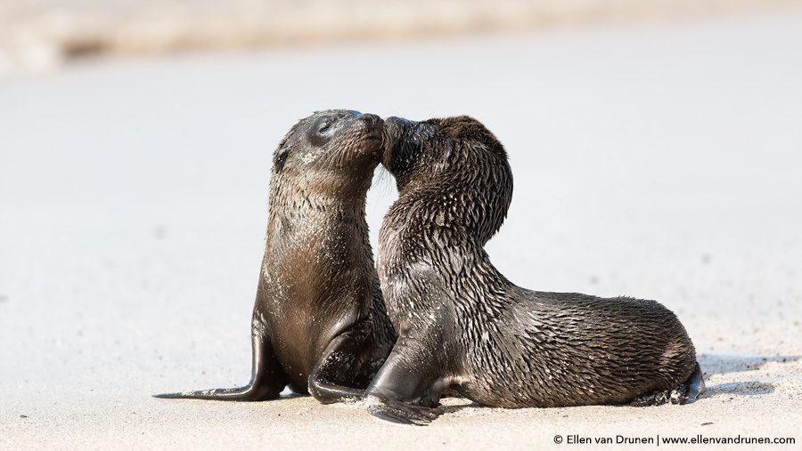 The Galapagos Islands