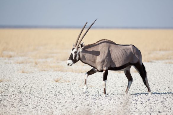 Cycling in Namibia