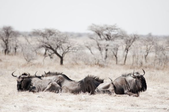 Cycling in Namibia