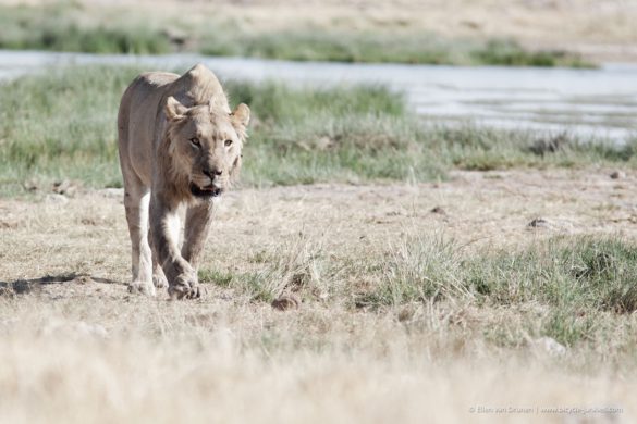 Cycling in Namibia