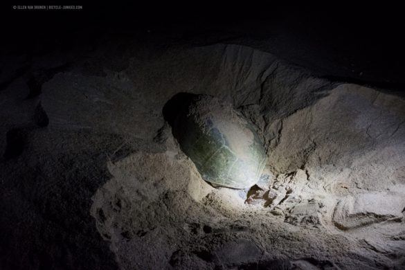 Female green turtle laying eggs