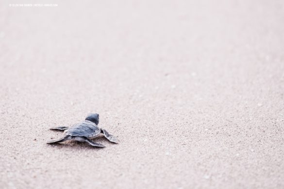 Baby turtle rushing to the sea