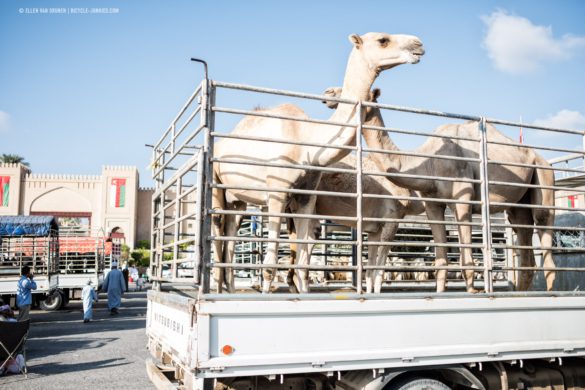 Cycling in Oman